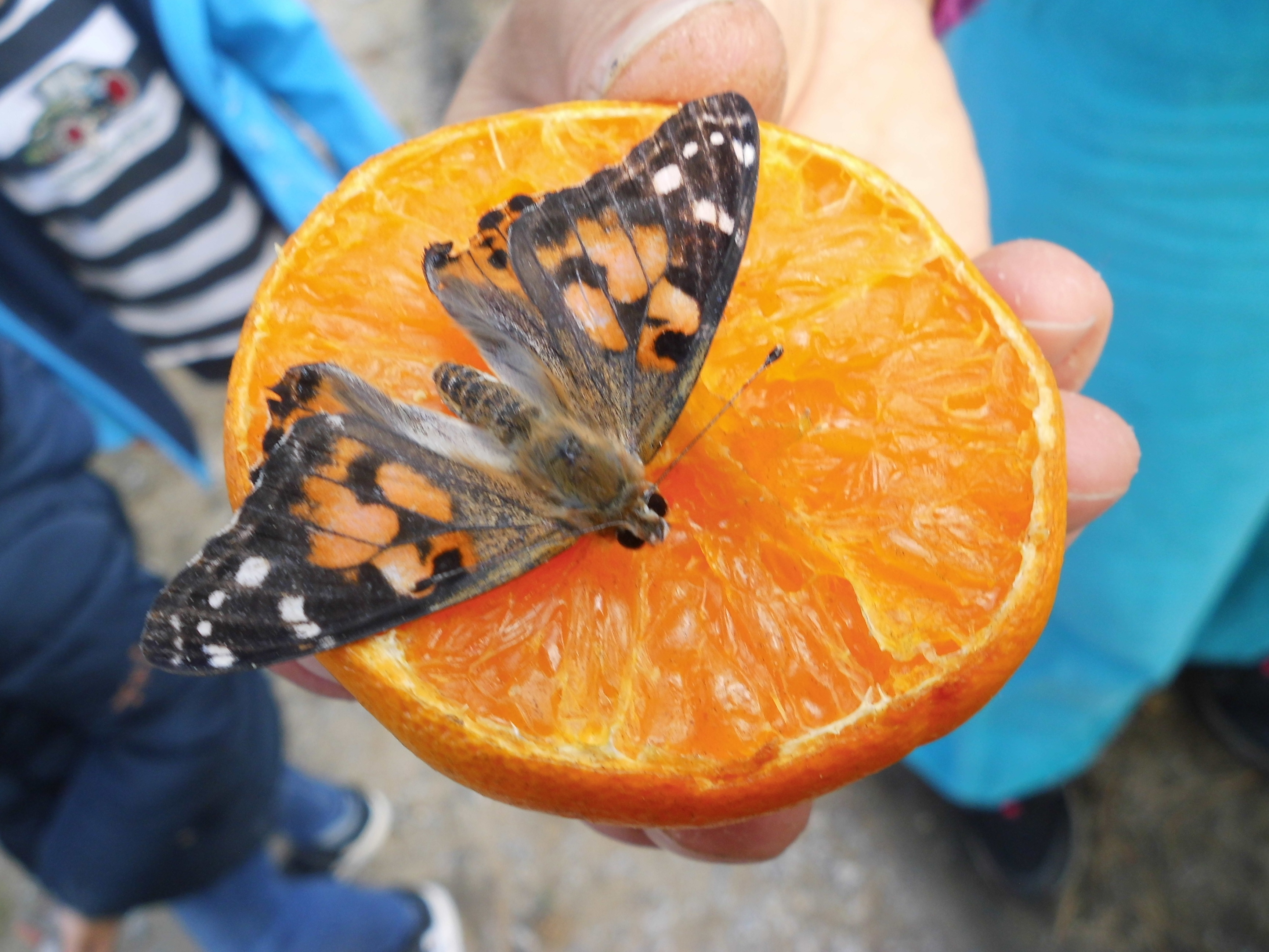 ecgh_Schmetterling Danke.jpg